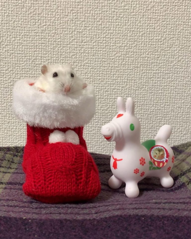 小梅的身形放在聖誕襪中剛剛好！（圖／Instagram＠ fuu_chan723）