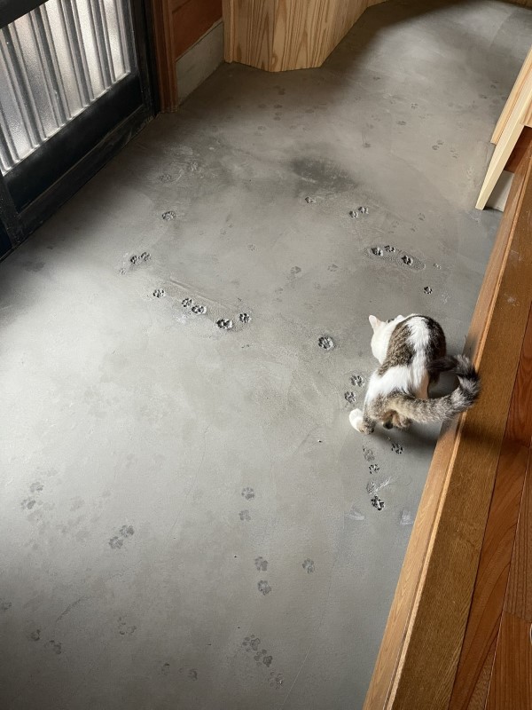 地板鋪水泥竟出現「肉球拓印」　網笑：這是工匠的絕妙作品！