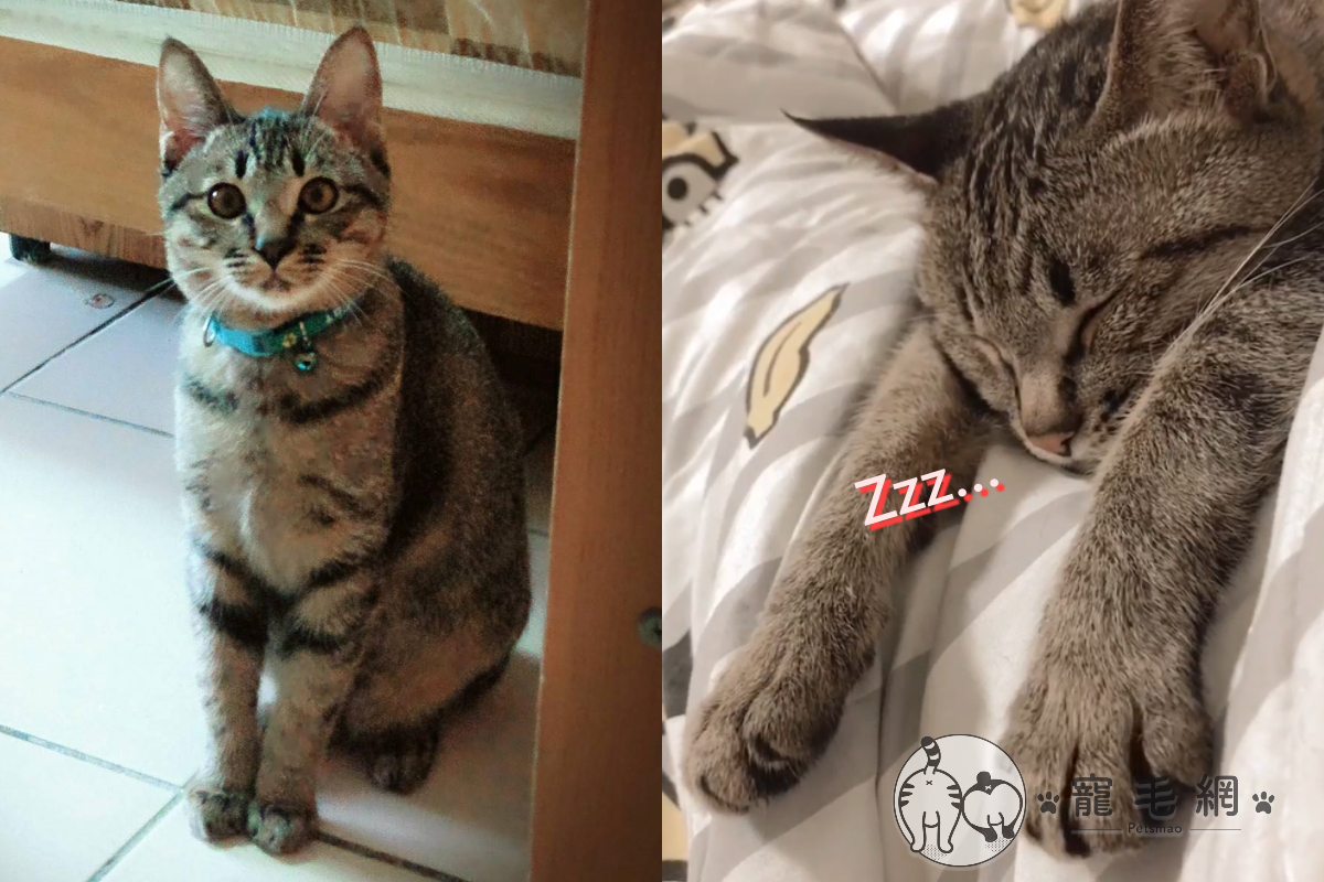 貓咪美夢香甜，在夢中手手瘋狂擺動超可愛！（圖／網友Kaynga Siyu授權提供）