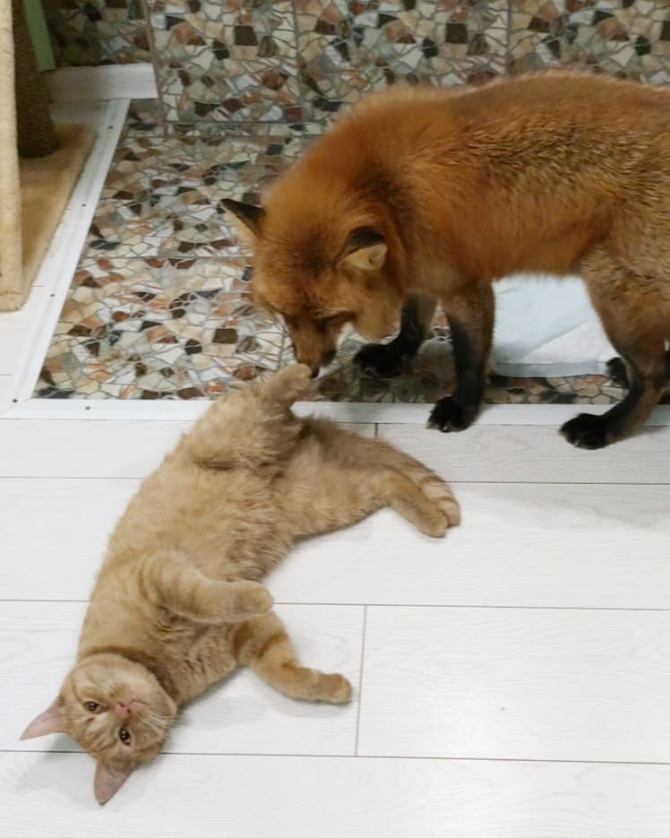 正在跟貓貓討玩，但被拒絕的狐狸。（圖／Instagram＠ irisha_zai）