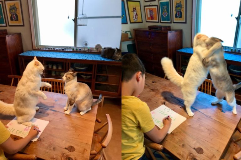 兩隻貓咪在桌上打架，一旁的小貓奴卻全程淡定無視！（圖／twitter @omochi_nam01）
