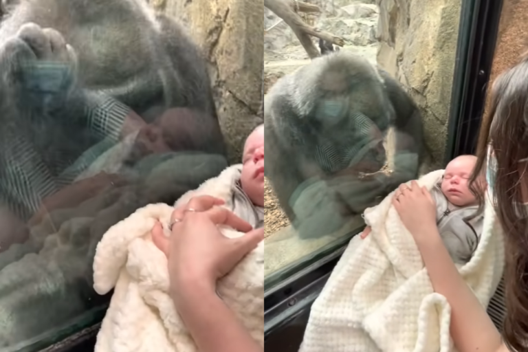 一隻母猩猩不斷望著新生兒的影片，觸動許多人的心！（圖／YouTube ＠Michael Austin）
