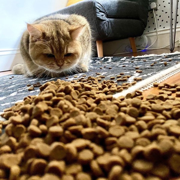奴才打翻飼料「大放送」　貓皇露Ｏ型嘴：幸福來得太突然！