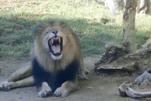 公獅想休息卻遭屁孩狂騷擾牠怒吼一聲幼獅竟「綜藝摔」！