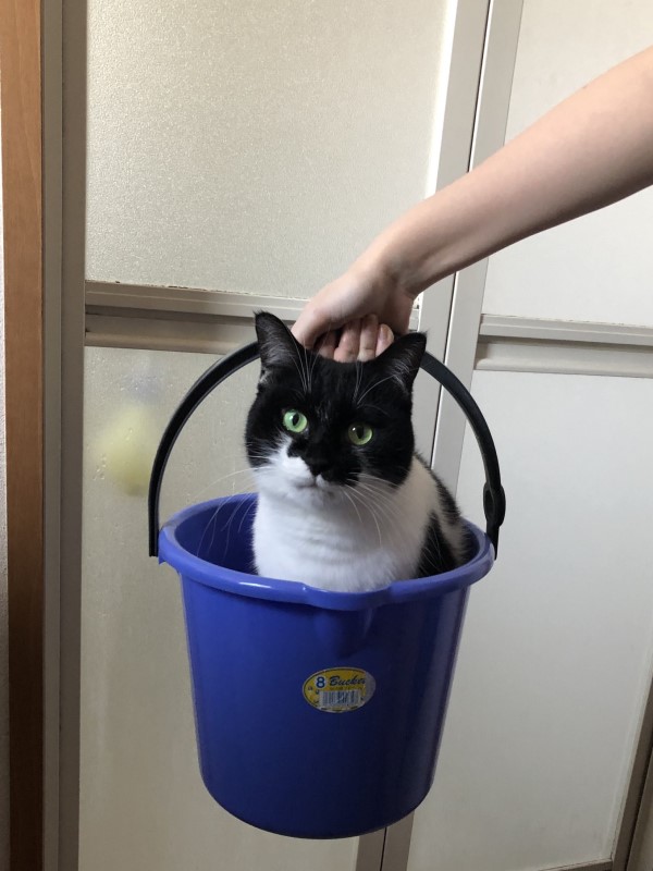 請君入甕？貓咪窩水桶竟被帶去洗香香　牠無奈：我看開了！