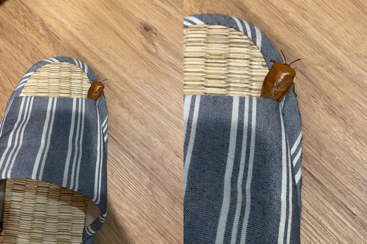 每年的3至5月，是荔枝椿象常見的季節。（圖／翻攝自《爆系知識家》）