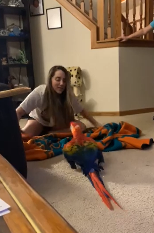 主人拿著毯子與鸚鵡玩遊戲。（圖／Youtube@ ViralHog）