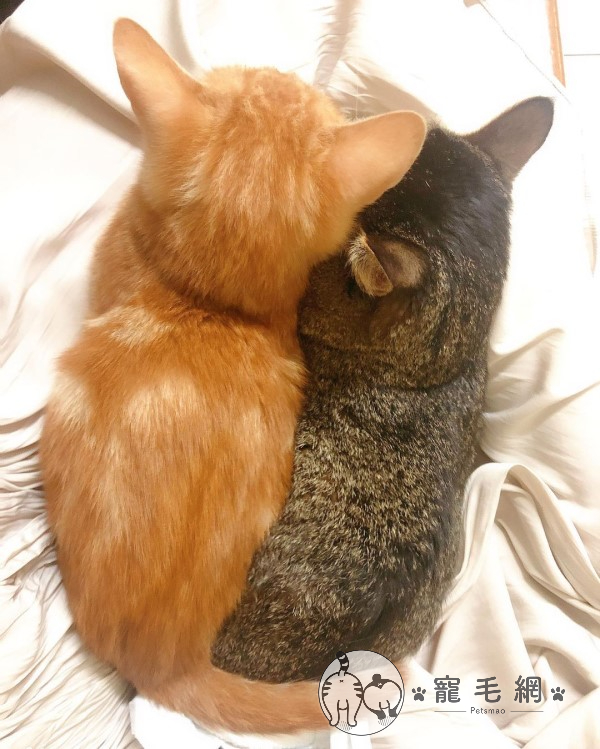 家裡有兩隻貓咪，左邊橘色的是「米爹」，右邊則是今天的主角「麻吉太郎」。（圖／ Instagram@ maju__cat授權提供）