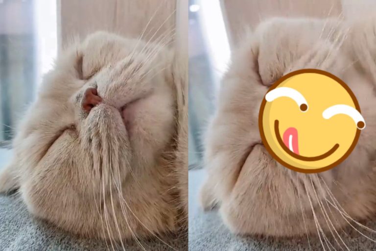 韓國一隻網紅貓一邊睡覺一邊舔嘴巴，被飼主笑說是不是夢到吃罐罐了？（圖／IG @ susan_kimm）