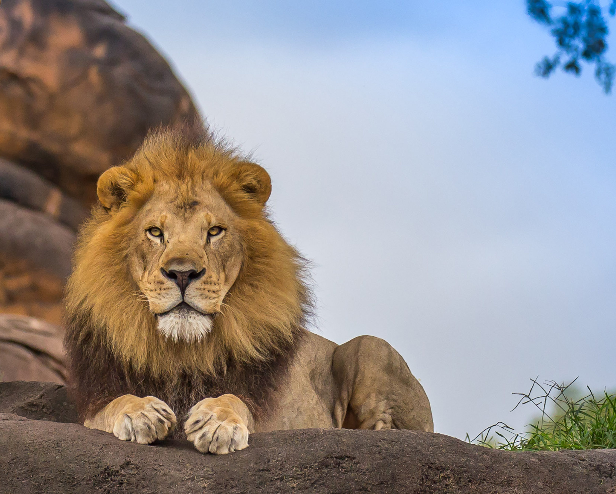 面對病毒來勢洶洶，人人自危之際，獅子也無可倖免。（圖／Shutterstock） 