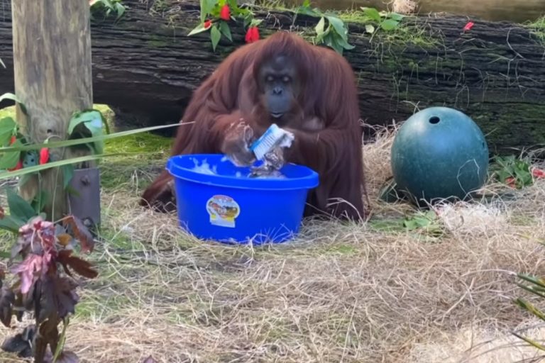 紅毛猩猩桑德拉示範正確洗手的SOP。（圖／Youtube@ CenterForGreatApes）