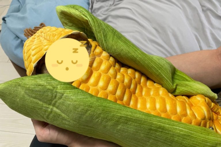 大玉米裡竟然出現「貓菜蟲」在放空！（圖／twitter @minira_diary）