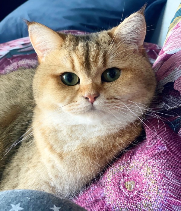 奴才打翻飼料「大放送」　貓皇露Ｏ型嘴：幸福來得太突然！