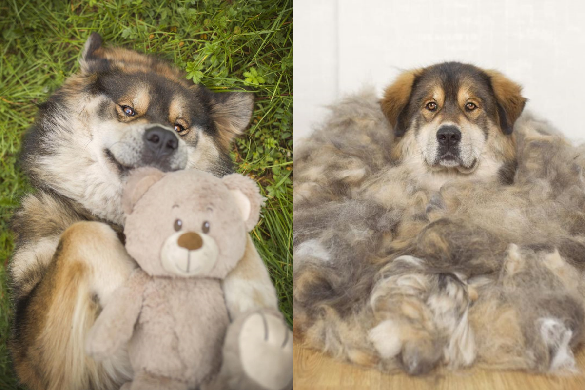 主人蒐集藏獒毛髮，日積月累竟然堆成一座小山丘！（圖／Instagram＠ rinchen__norbu）