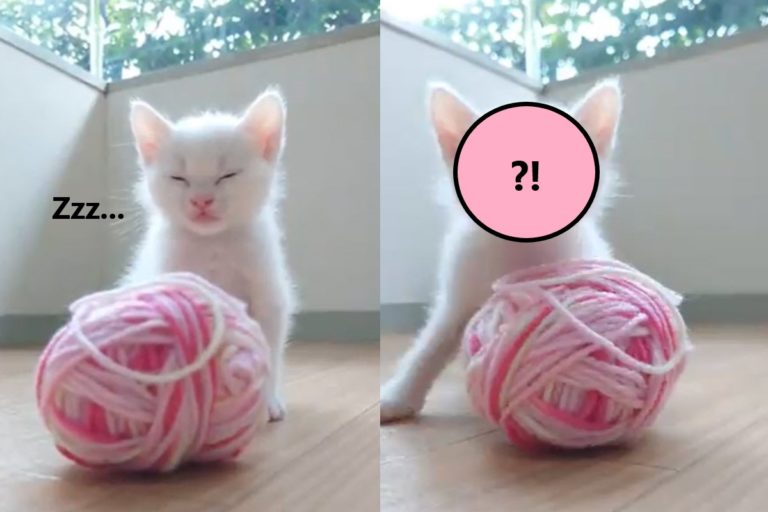 小貓玩毛線球突然「斷電」　牠跌倒後慌張爬起：發生什麼事？
