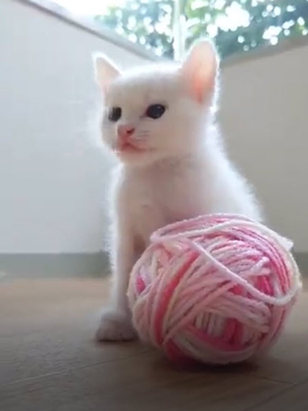 小貓玩毛線球突然「斷電」　牠跌倒後慌張爬起：發生什麼事？