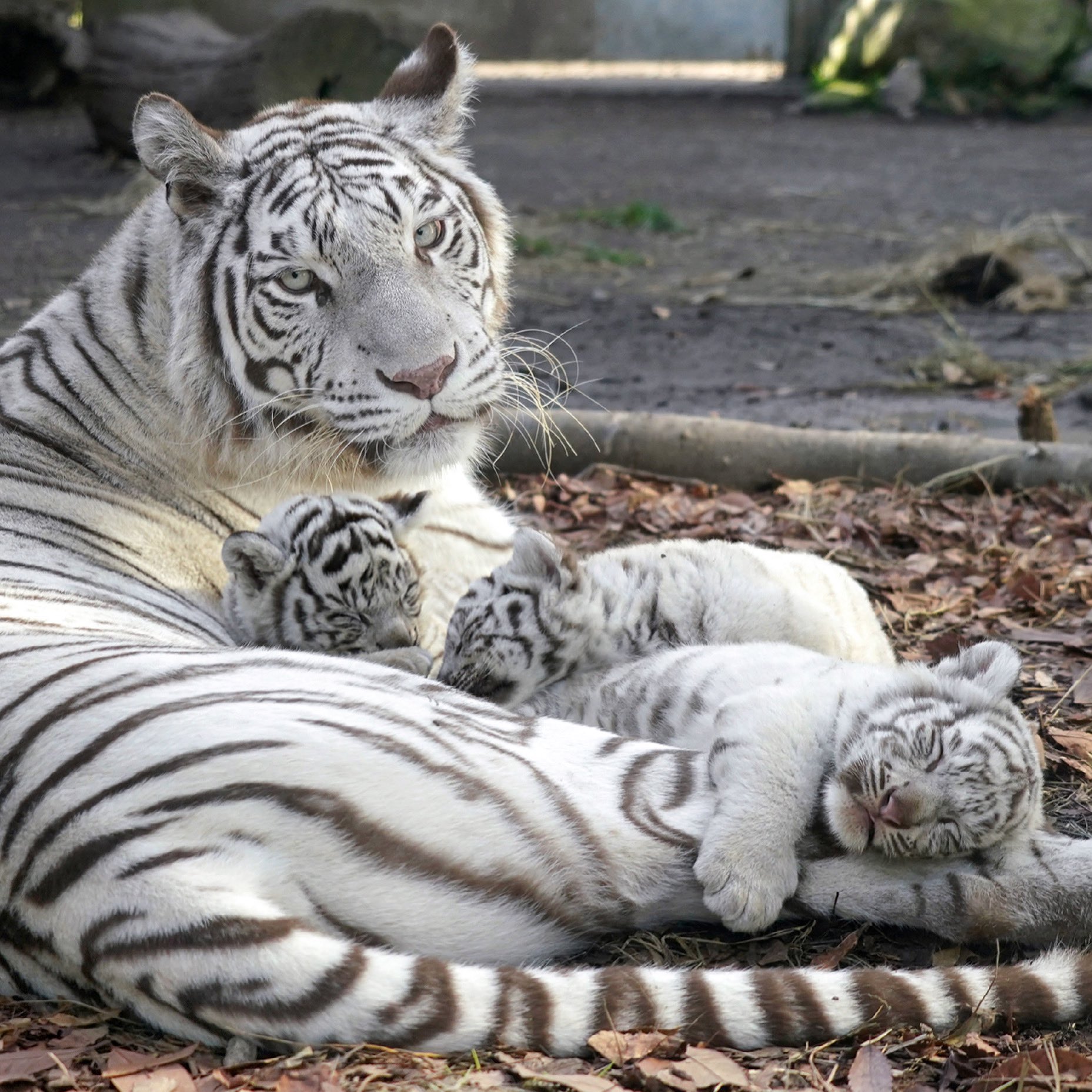 虎媽正守護著自己的幼崽，形象高大帥氣！（圖／Twitter@ rikunow）