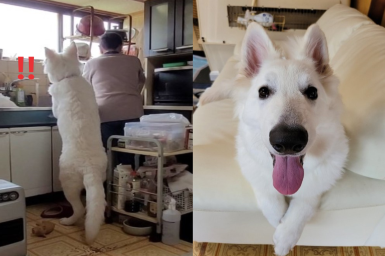 日本一名推主養了一隻「白色瑞士牧羊犬」，目前僅5個月大竟然快與人類一樣高！（圖／twitter@ kaninabe776）