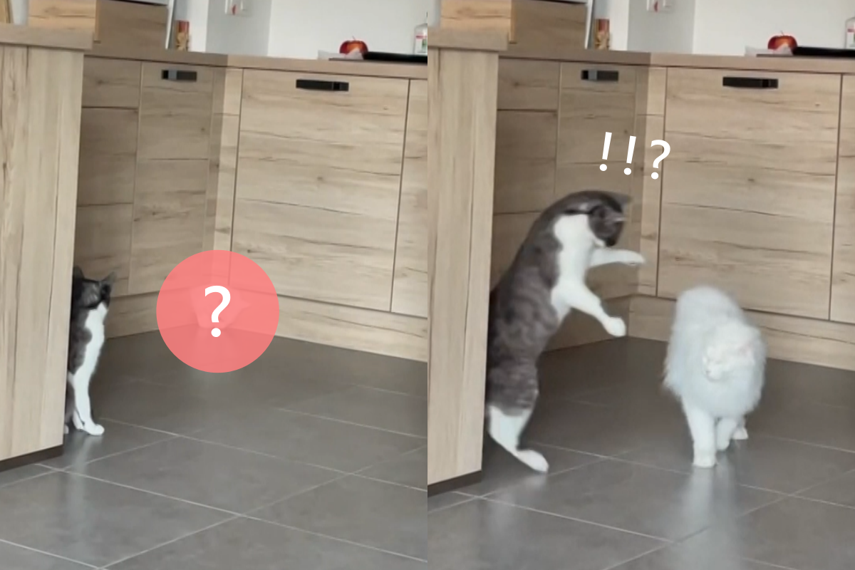 白貓輕鬆從閉合的櫥櫃鑽出，嚇壞一旁觀看的同伴！（圖／AP+ Jukin Media）