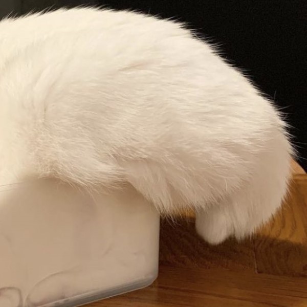 白貓在容器裡擠好擠滿　網一看全笑噴：白吐司發酵過度？