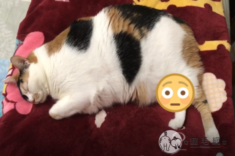 網友張小姐家的三花貓「Bubble」日前睡覺時，雙腿間竟然出現「毛小鳥」抖來抖去。（圖／粉專泡泡襪寵物美容授權提供）