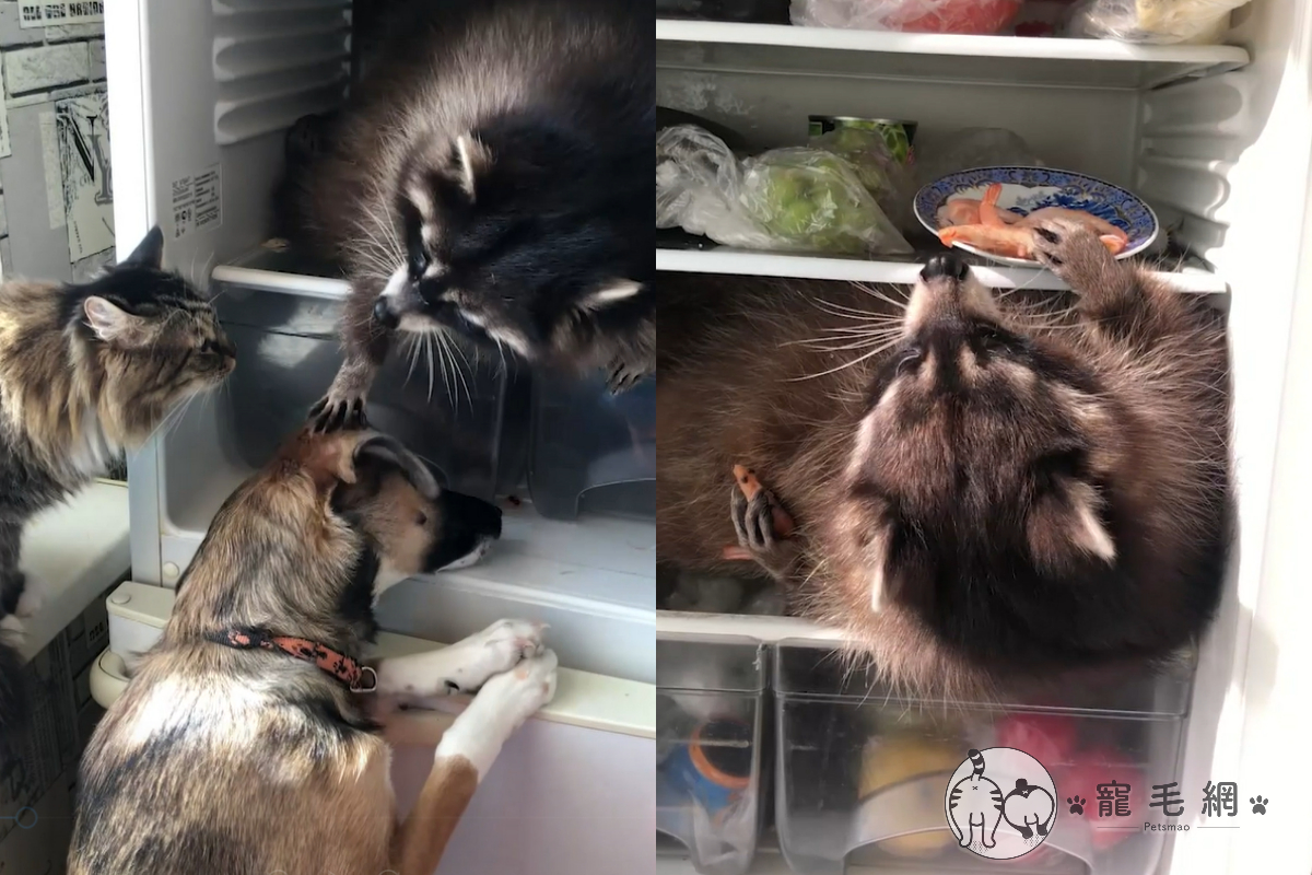 浣熊化身「食物大盜」，佔領冰箱不肯離開！（圖／美聯社 AP＋SWNS）