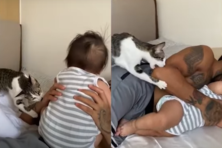 貓皇為保護小主子，狂咬爸爸手臂讓他哭笑不得。（圖／美聯社 AP／Viralpress 授權）