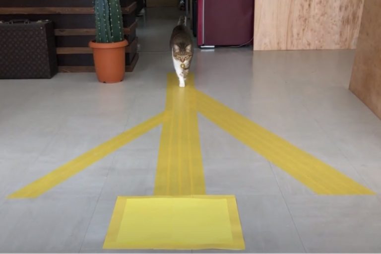 日本一名貓奴利用色塊來實測貓咪的反應，結果讓人驚訝！（圖／Youtube @重國恭平）