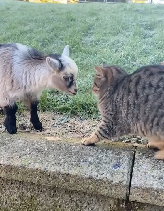 貓貓和小羊相遇。（圖／TiKTok @ rosiethepygmygoat）