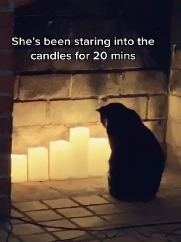 貓咪狂盯燭燈20分鐘　媽驚：我該注意什麼？