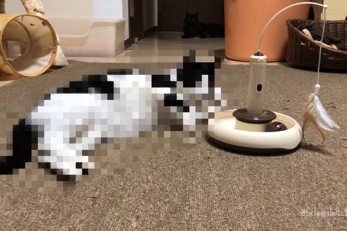 賓士貓看著奴才買的自動逗貓器做出一驚人反應。（圖／twitter@ tortoiseshell_9）