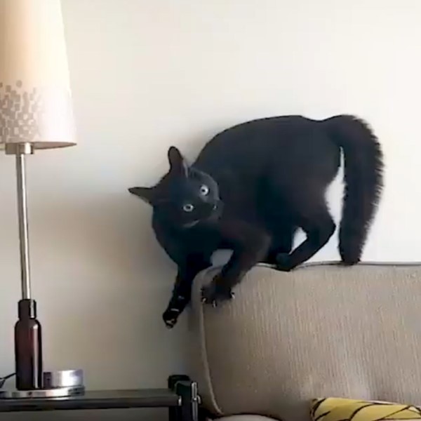 黑貓愛玩杏仁又「炸毛跑酷」　媽笑：牠怪癖很多！
