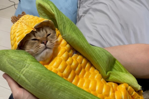 打開玉米竟有「貓菜蟲」？　牠眼神放空：偶就廢！