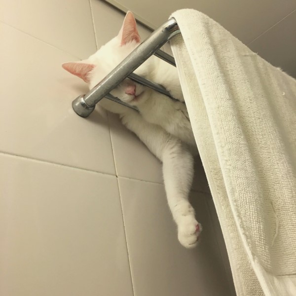 奴才洗澡竟見貓咪轉換為「浴巾模式」　網笑：毫無違和感！