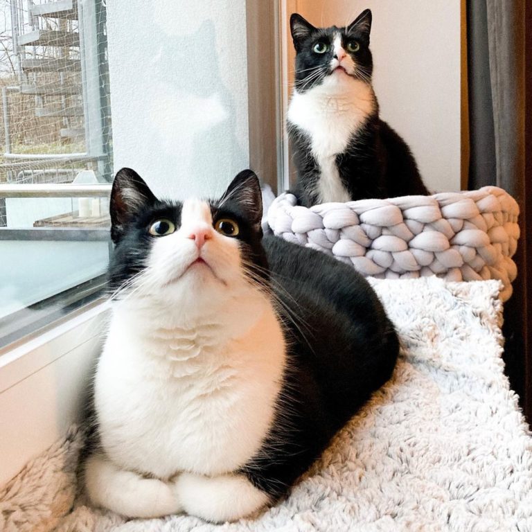 這家養了兩隻貓，前面的叫Momo，後方則是今天的主角Cleo。（圖／Instagram＠ 2chaoscats）
