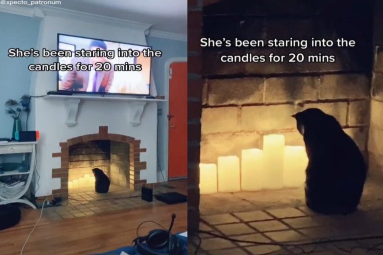 國外一名女子飼養的貓咪，某天狂盯著壁爐裡的裝飾燭燈長達20分鐘！（圖／Tik tok @xpecto_patronum）
