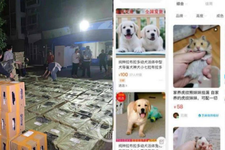 影／中國出現「寵物盲盒」歪風　開箱驚見21死貓狗
