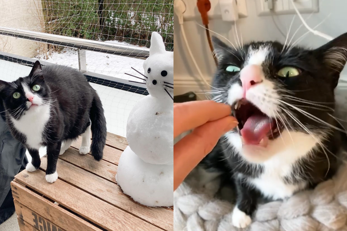 奴才拿「空氣零食」引誘，貓咪奶萌反應惹得網友好心疼！（圖／Instagram＠ 2chaoscats）