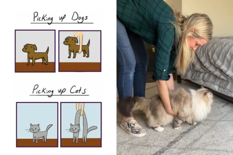 網友親測貓狗「身體柔軟大不同」　網笑：迷因都是真的！
