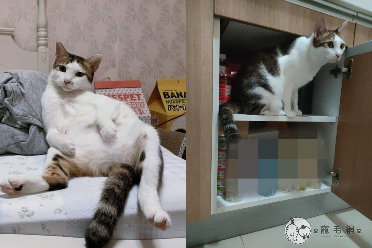 老婆擔心封城出門採購，回家後老公開箱卻發現裡面全是貓罐頭！（圖／網友Ting Zi 授權提供）