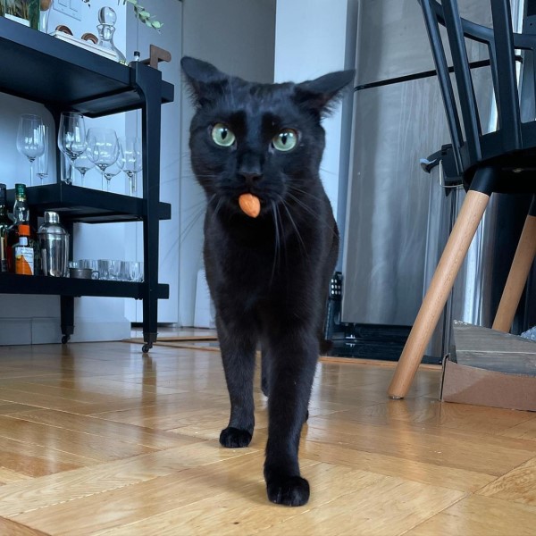 黑貓愛玩杏仁又「炸毛跑酷」　媽笑：牠怪癖很多！