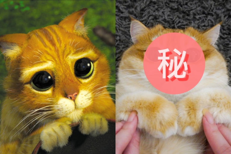 橘貓擁有傲人澎厚臉頰和大眼　完全是「鞋貓劍客」本尊！
