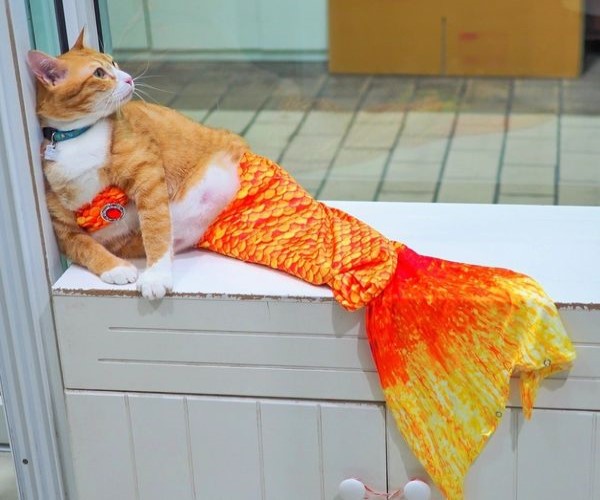 橘貓cosplay美人魚無違和　網友一看笑翻：擱淺的肚子！