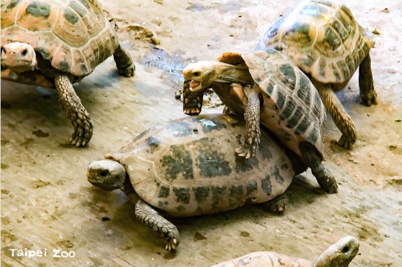 逛動物園竟聽見「槍掃射聲」！園方揭真相：牠們在交配