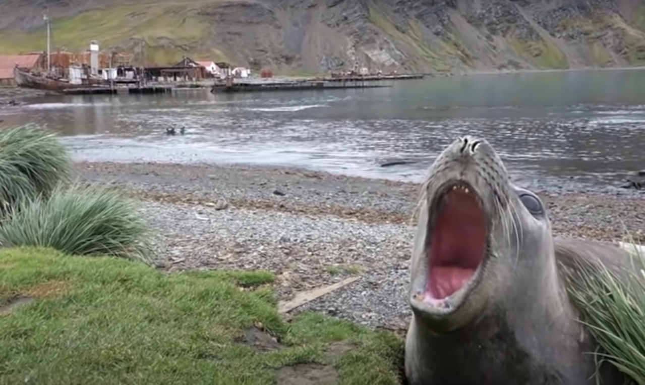 尖叫的聲音卻非常特殊，讓人摸不著頭緒！（圖／Youtube＠ Ousland Polar Explorations）