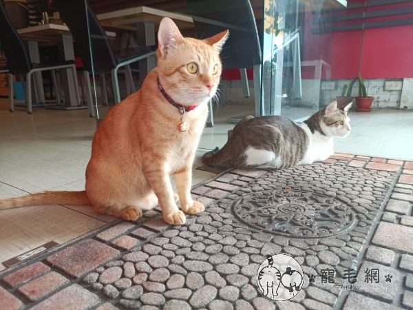 右邊虎斑貓是今天的主角「摩卡」，橘貓則是弟弟「焦糖」。（圖／網友范范授權提供）