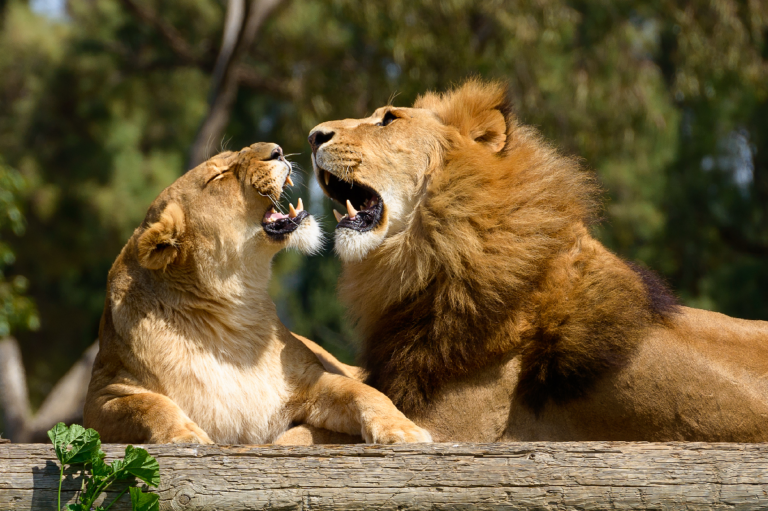 印度有8頭獅子確診新冠肺炎，動物園緊急停止對外開放。（圖／Shutterstock）