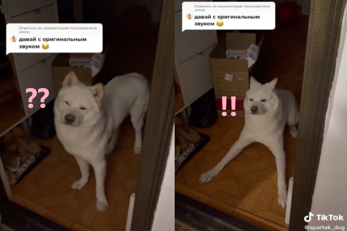 狗狗面對主人開門卻一臉疑惑，隔了幾秒後才「突然清醒」！（圖／Tik tok＠spartak_dog）