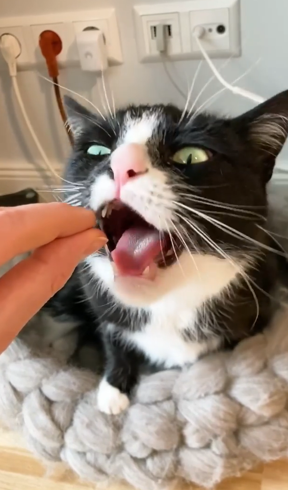 Cleo先是聞一聞，雖然沒聞到什麼，還是信任地張開嘴想吃！（圖／Instagram＠ 2chaoscats）