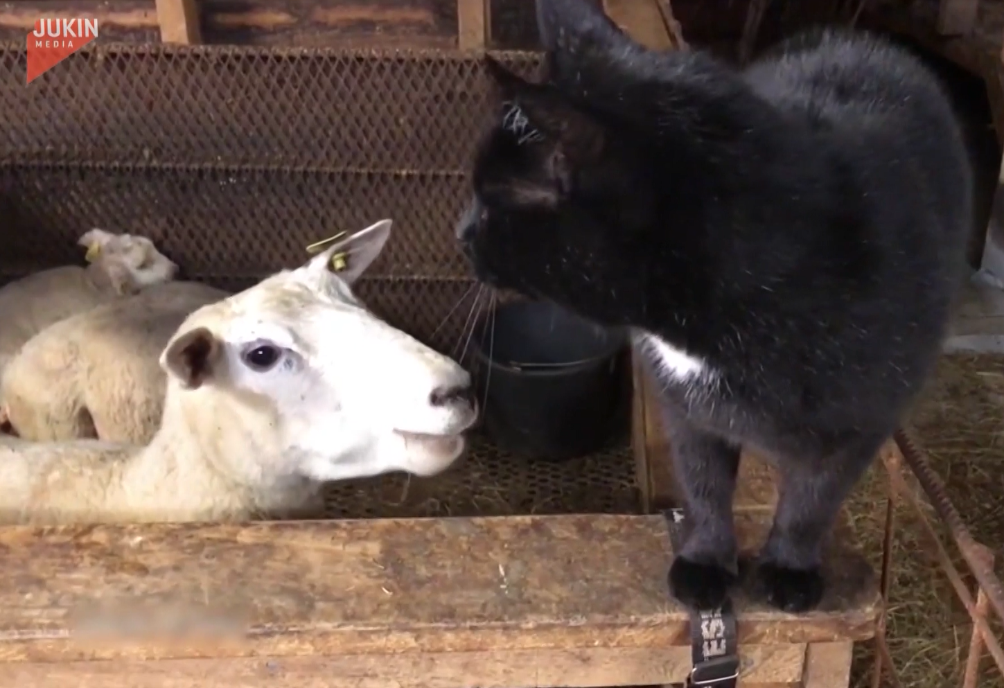 貓咪在柵欄上走著，下面得每隻羊都對這小生物非常好奇！（看看羊興奮的表情）（圖／AP+Jukin Media）